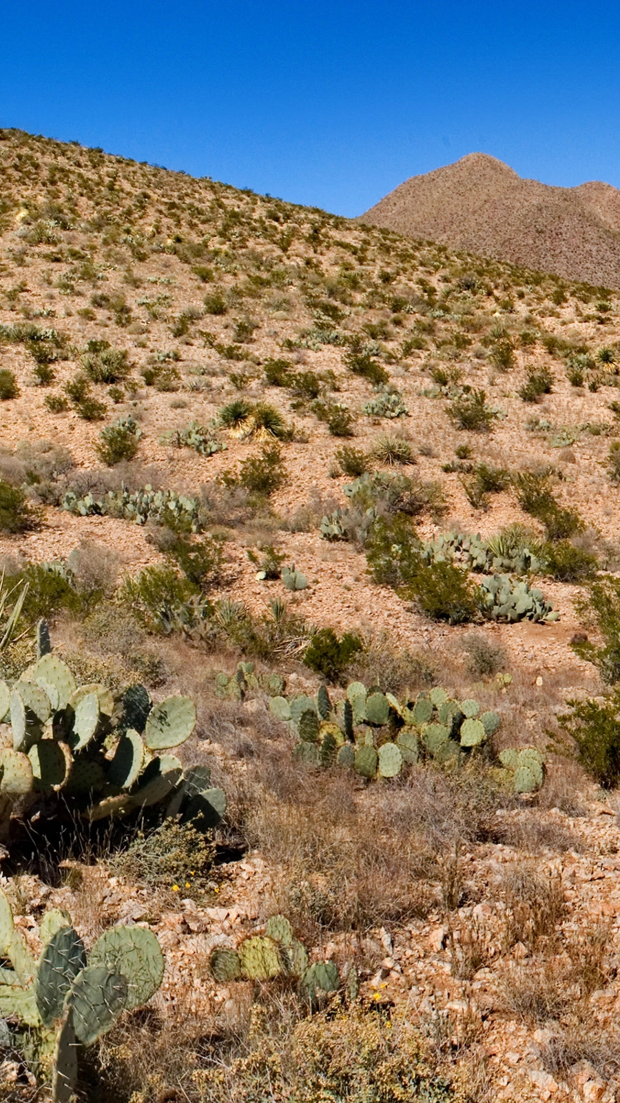 Mammillaria canescens