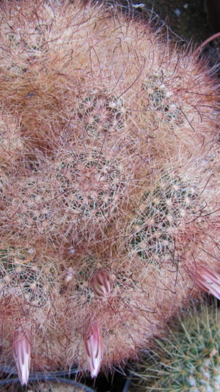 Mammillaria carretii