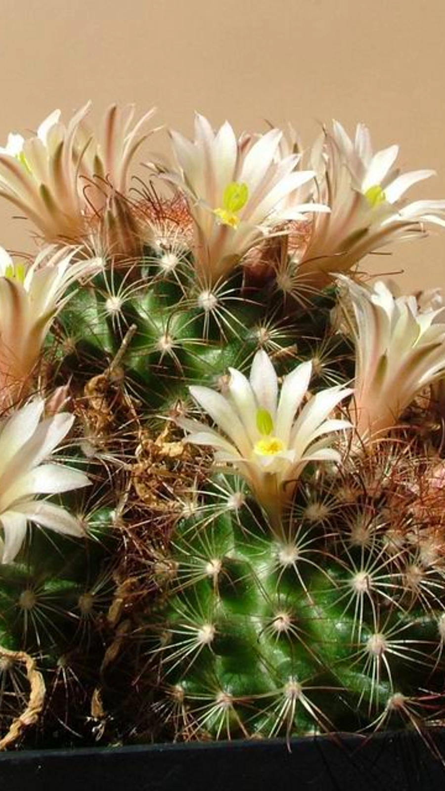 Mammillaria carretii