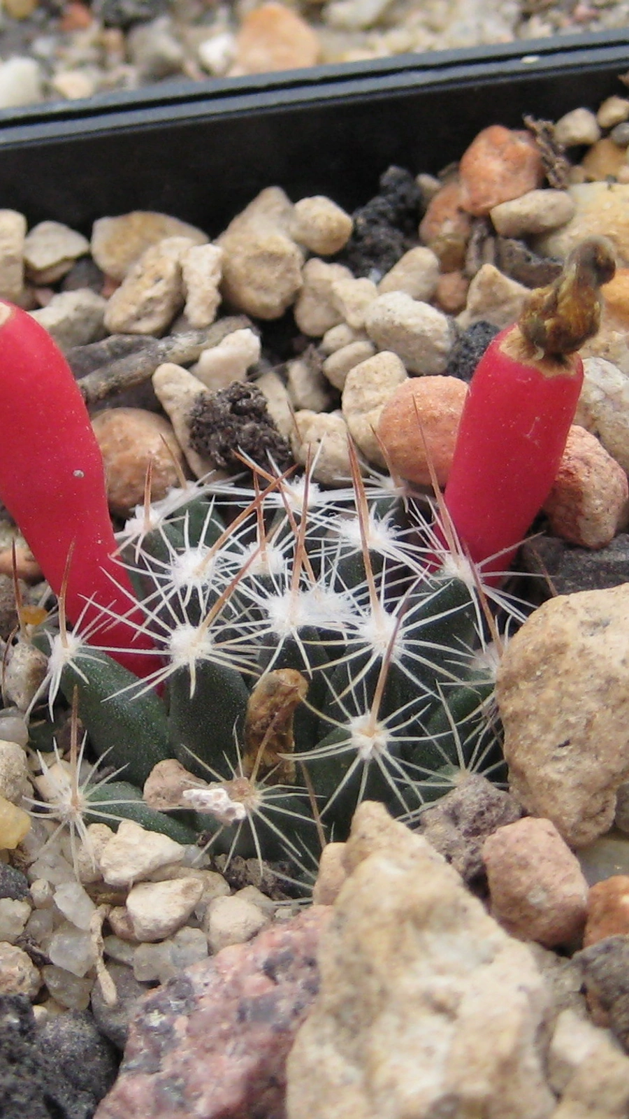 Mammillaria coahuilensis