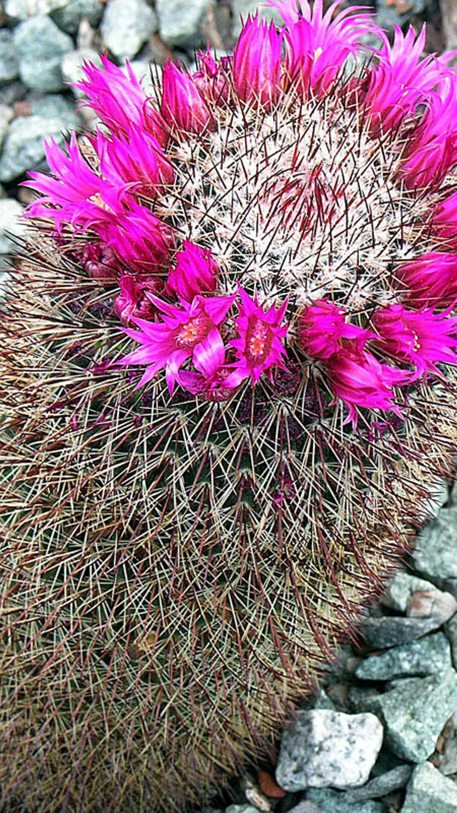 Mammillaria cylindrica
