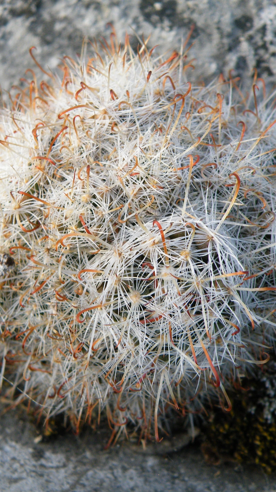 Mammillaria erythrosperma