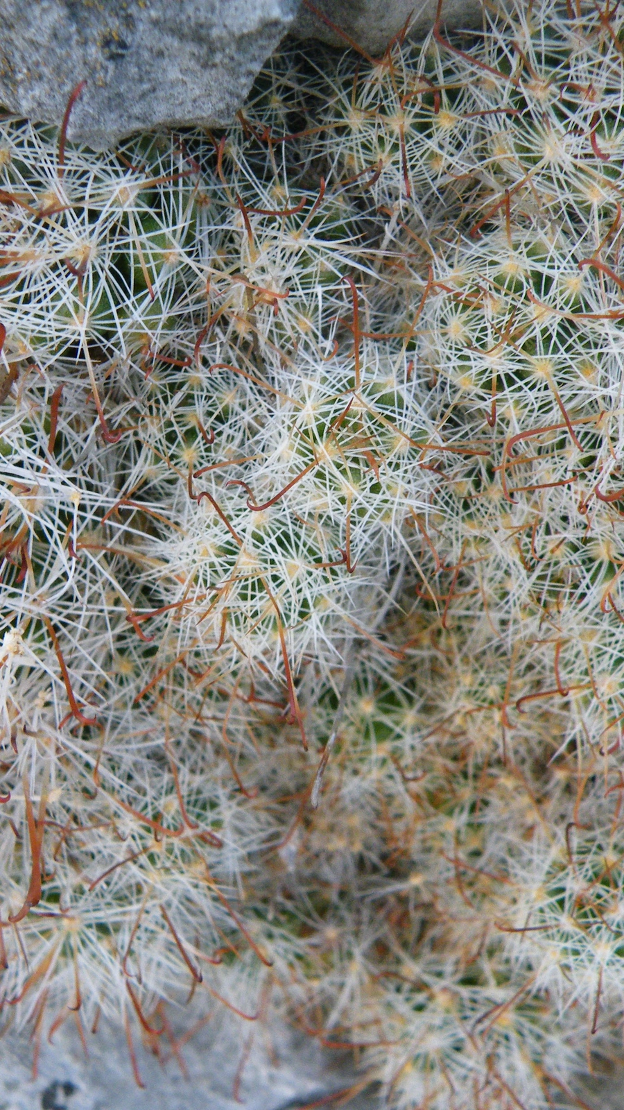 Mammillaria erythrosperma