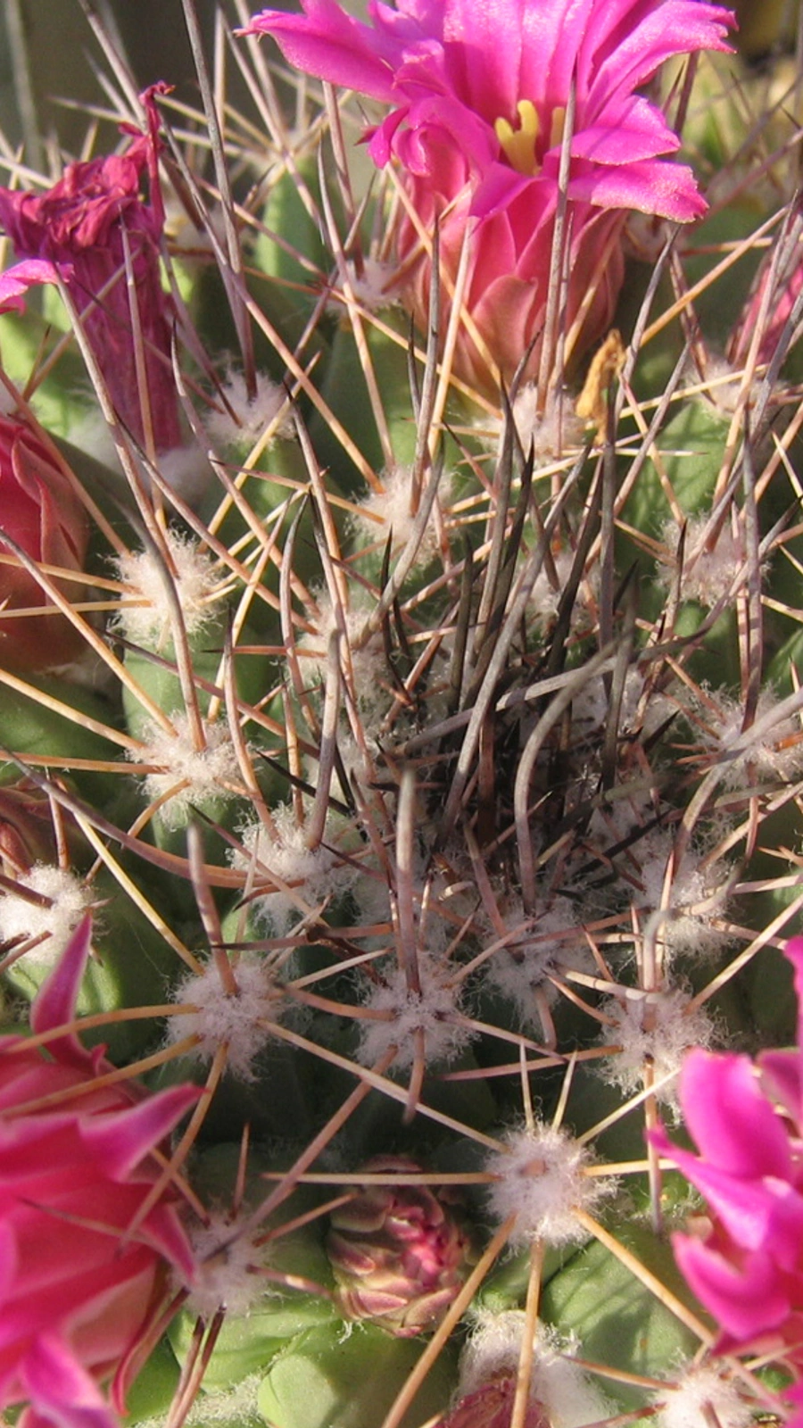 Mammillaria flavicentra