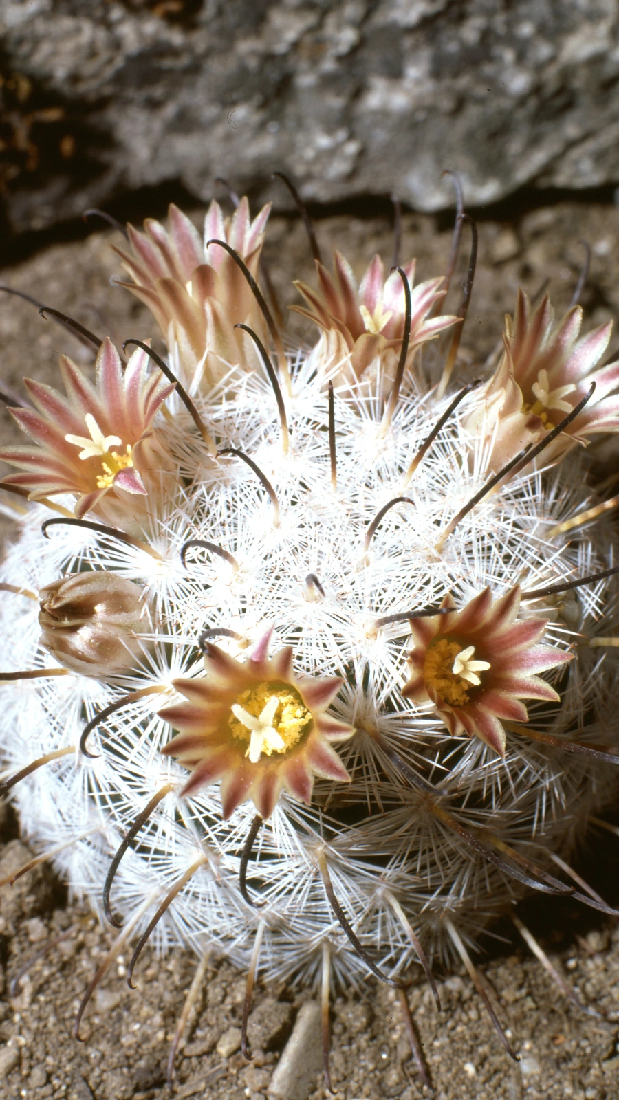 Mammillaria gasseriana