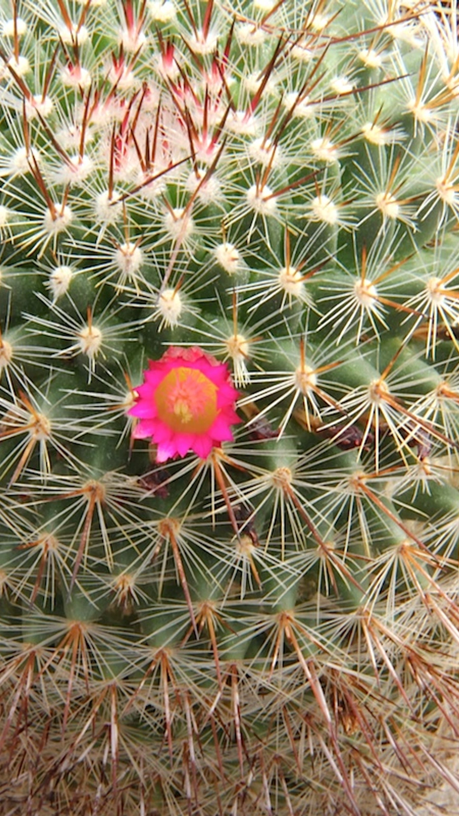 Mammillaria gasseriana