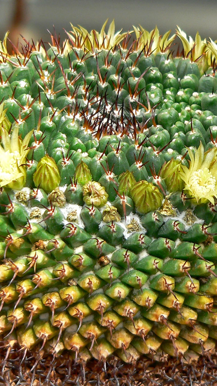 Mammillaria gigantea