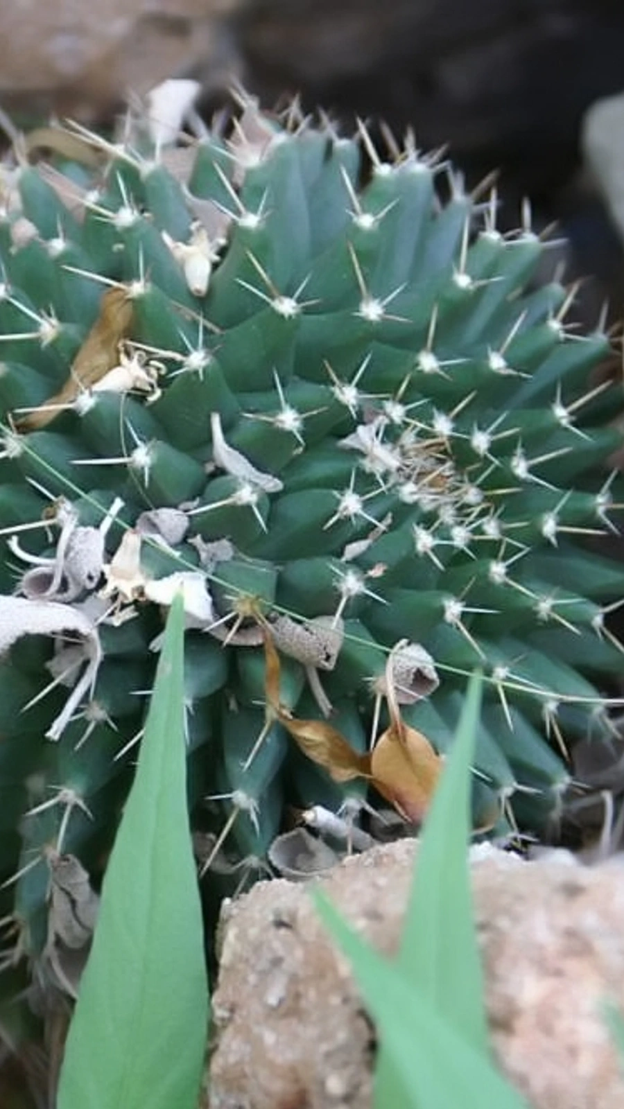 Mammillaria gigantea