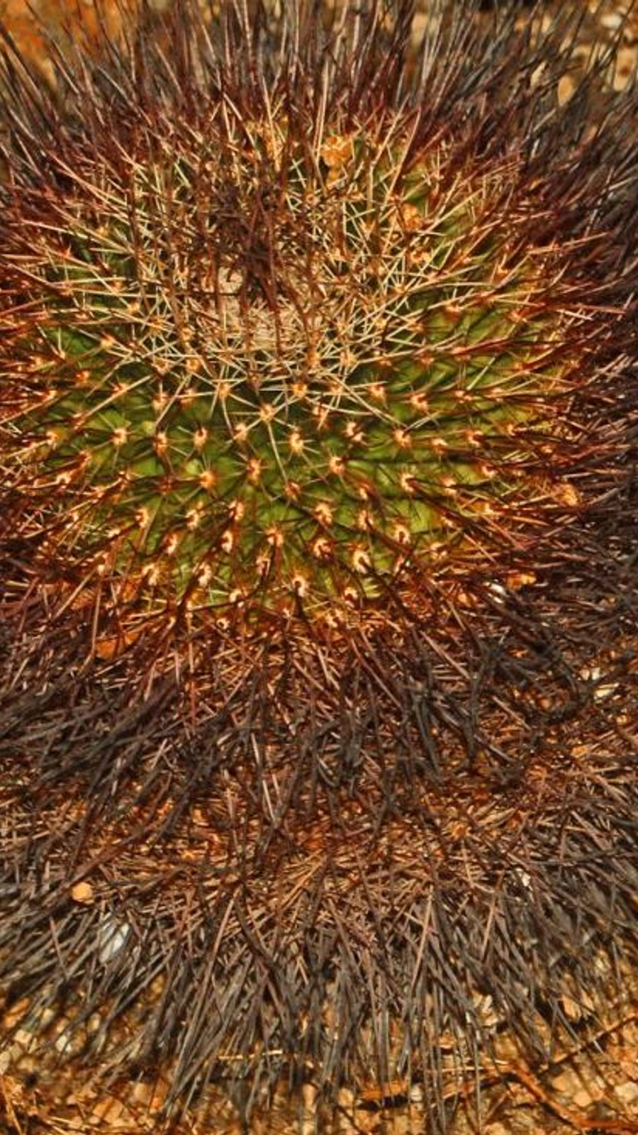 Mammillaria grusonii