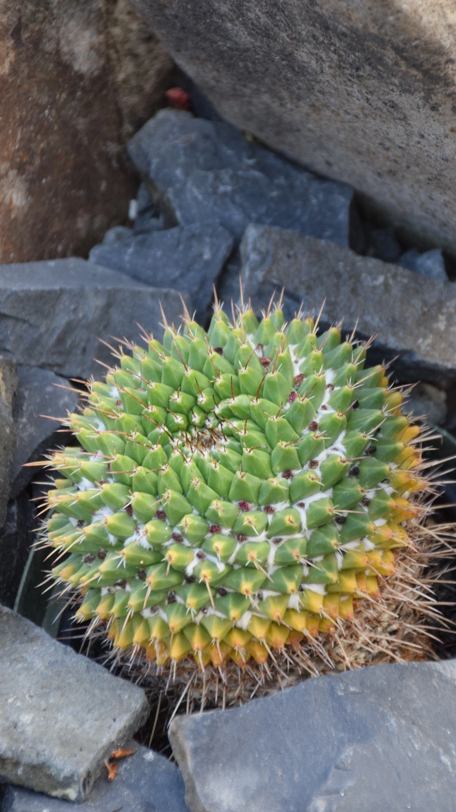 Mammillaria grusonii
