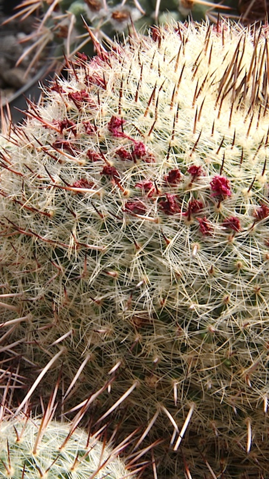 Mammillaria guerreronis