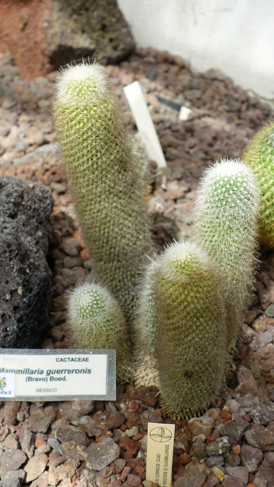 Mammillaria guerreronis