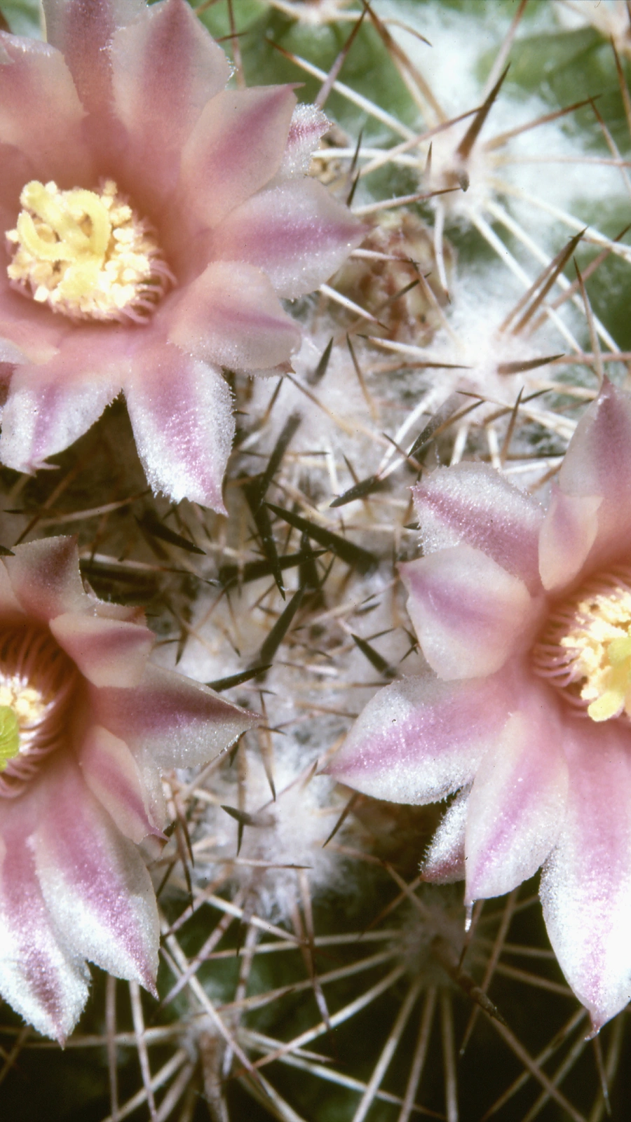 Mammillaria johnstonii