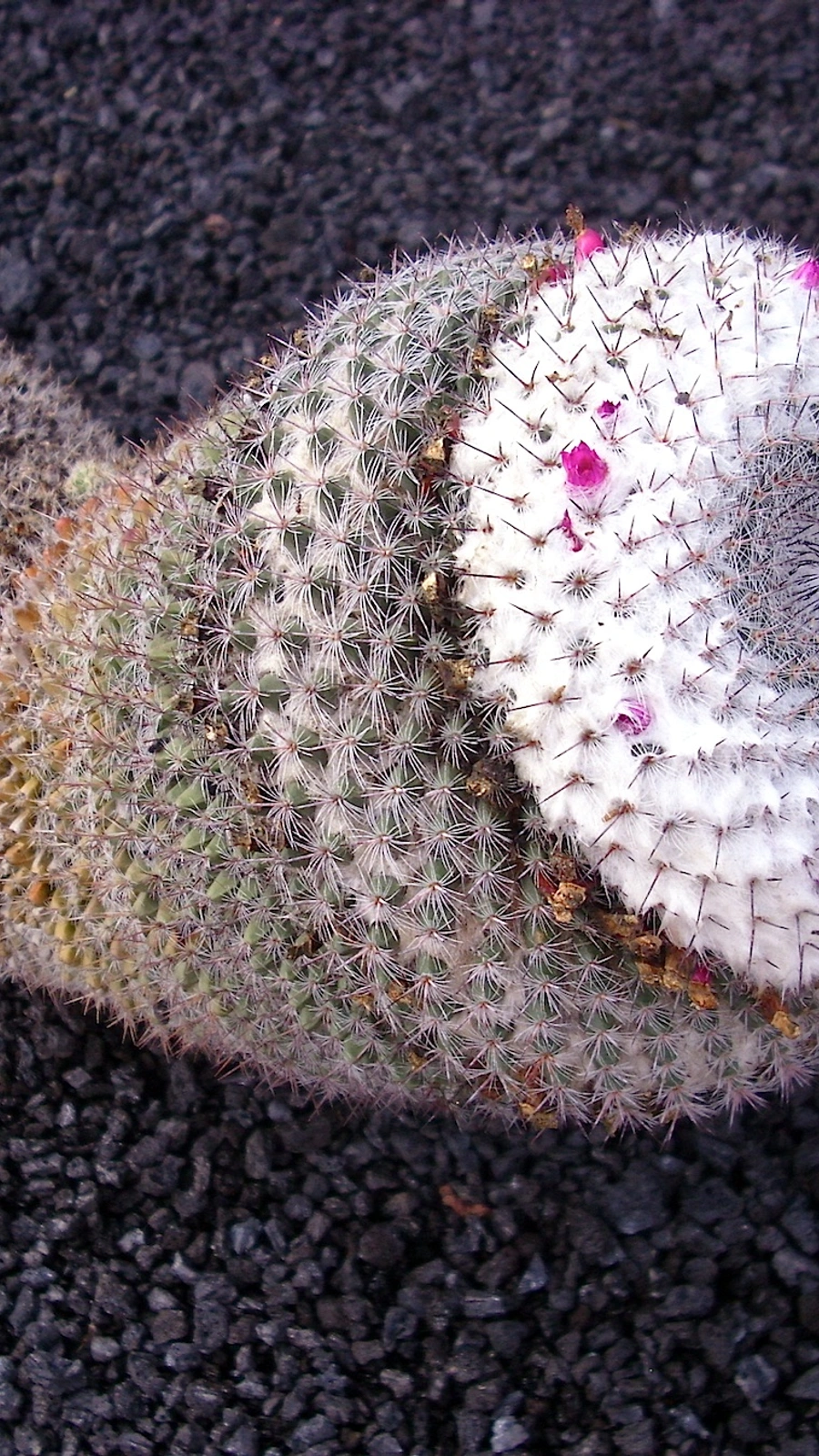 Mammillaria klissingiana