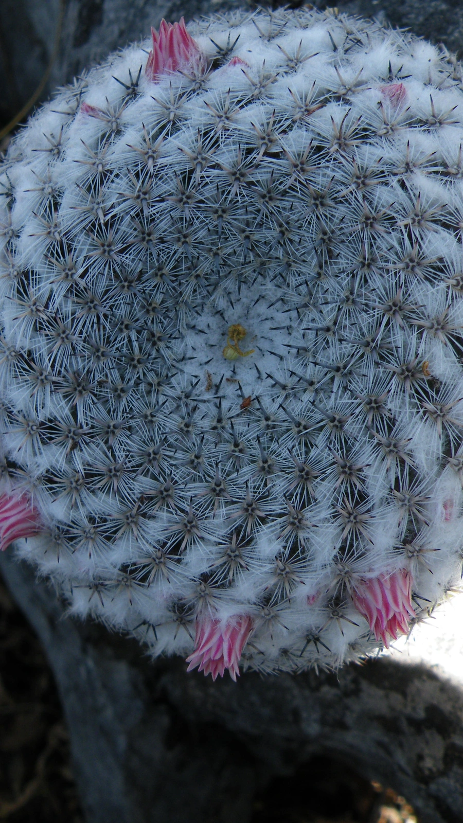 Mammillaria klissingiana