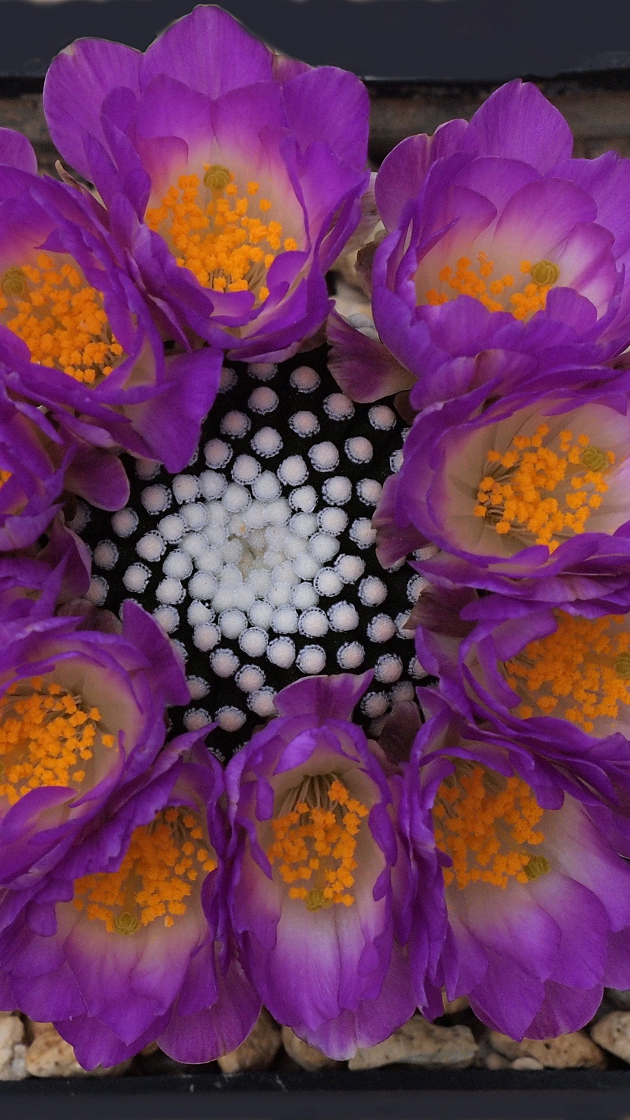 Mammillaria luethyi