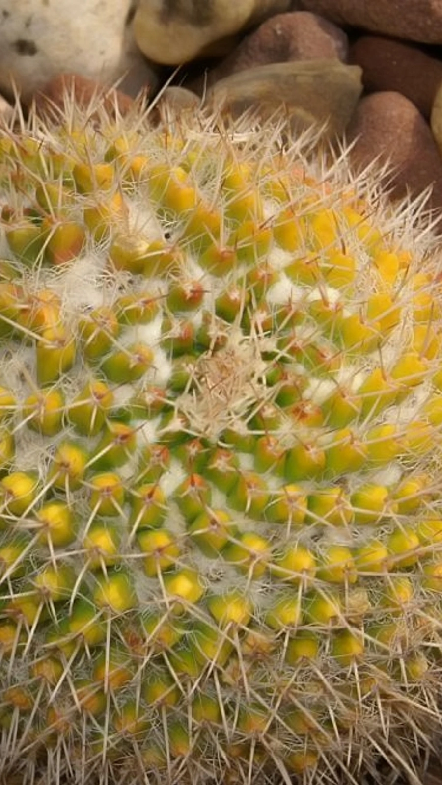 Mammillaria marksiana