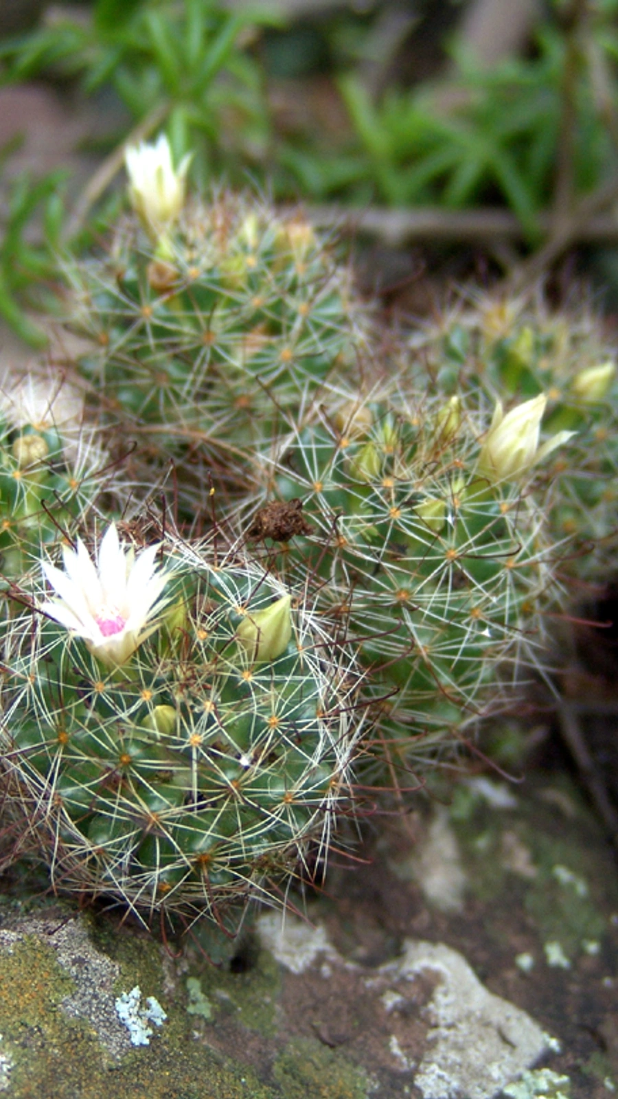 Mammillaria mathildae