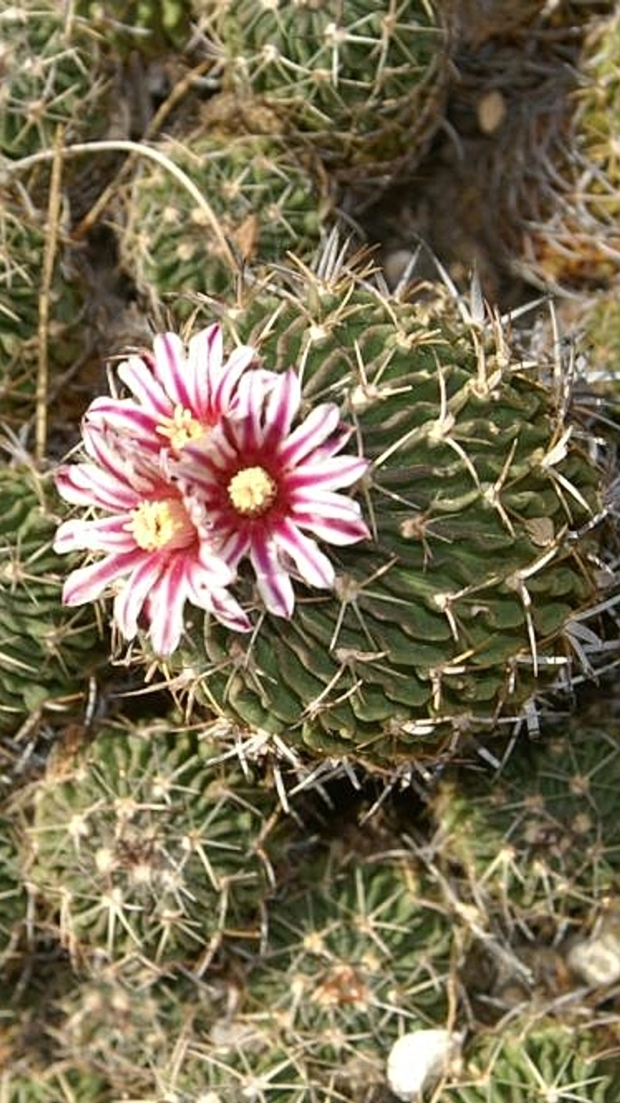 Mammillaria mathildae