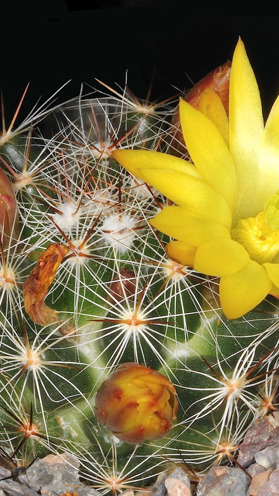 Mammillaria melaleuca