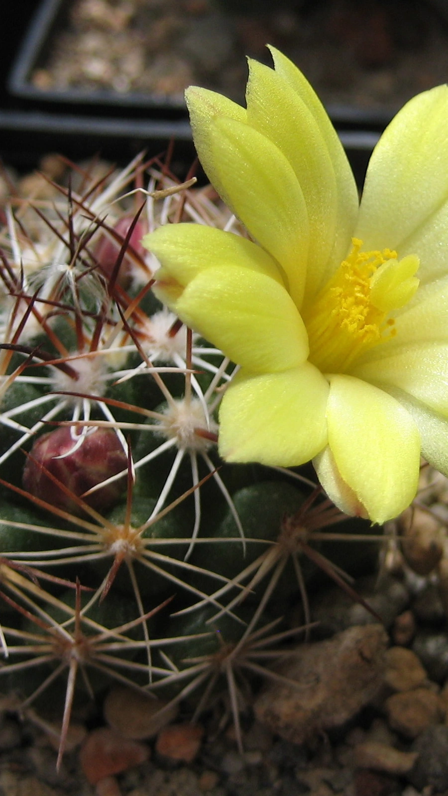 Mammillaria melaleuca