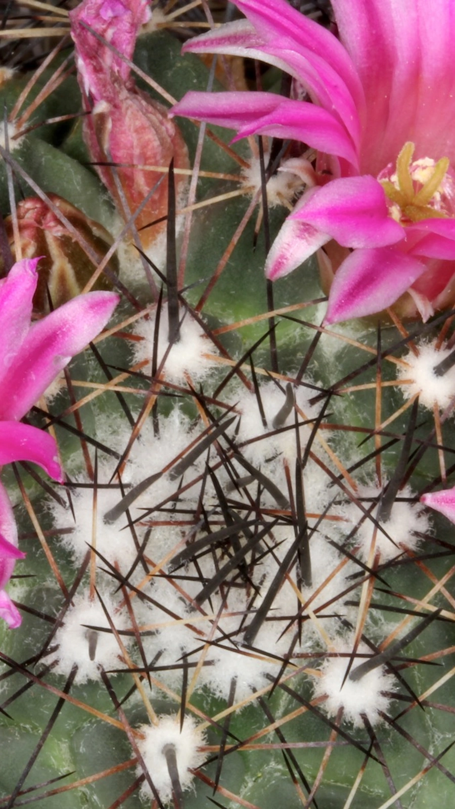 Mammillaria melanocentra