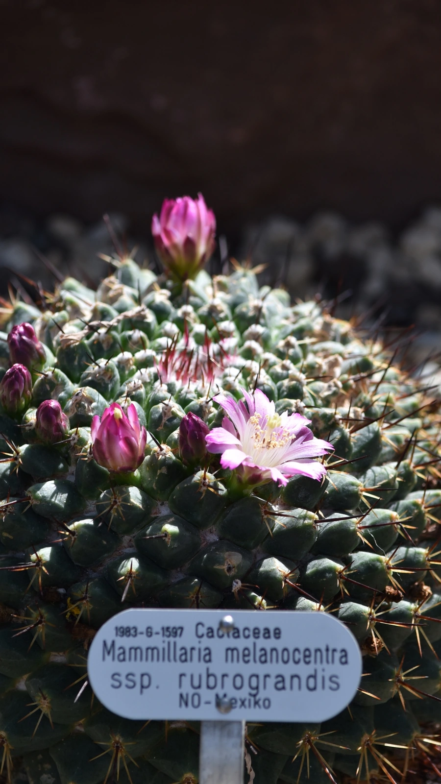 Mammillaria melanocentra