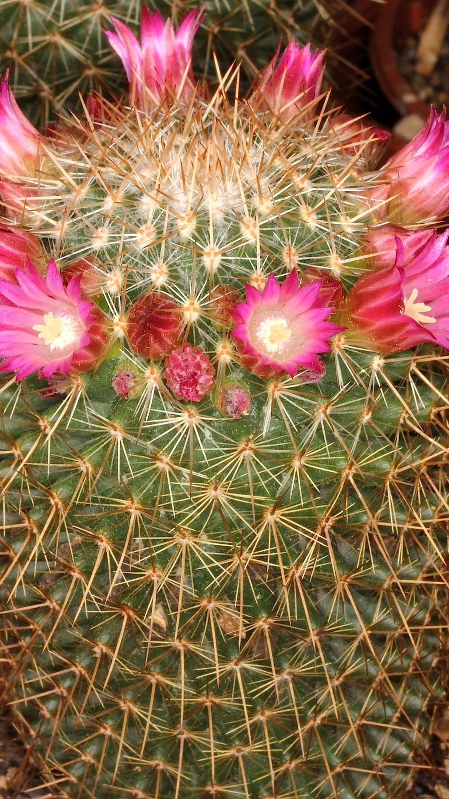 Mammillaria meyranii