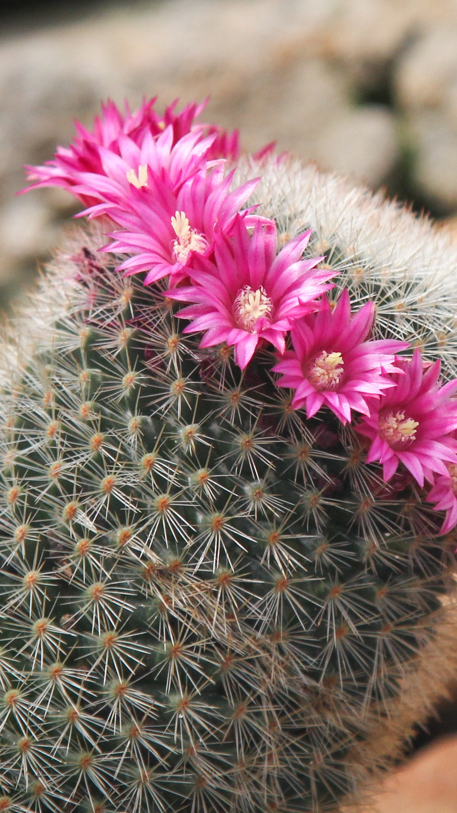 Mammillaria meyranii