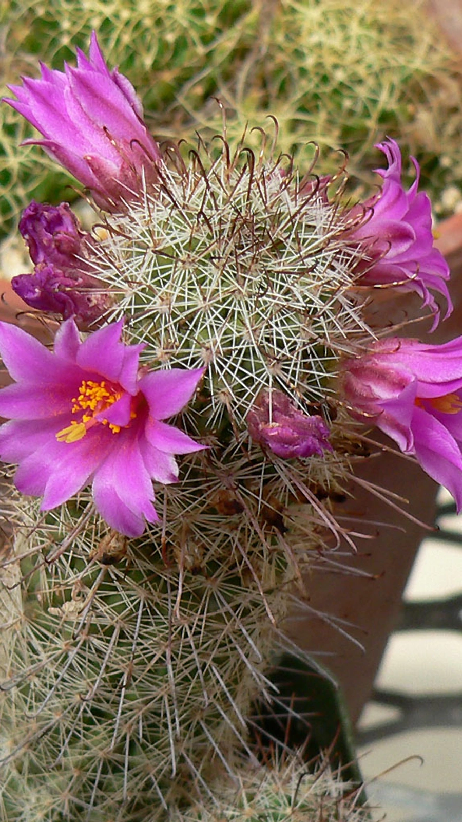 Mammillaria monocentra