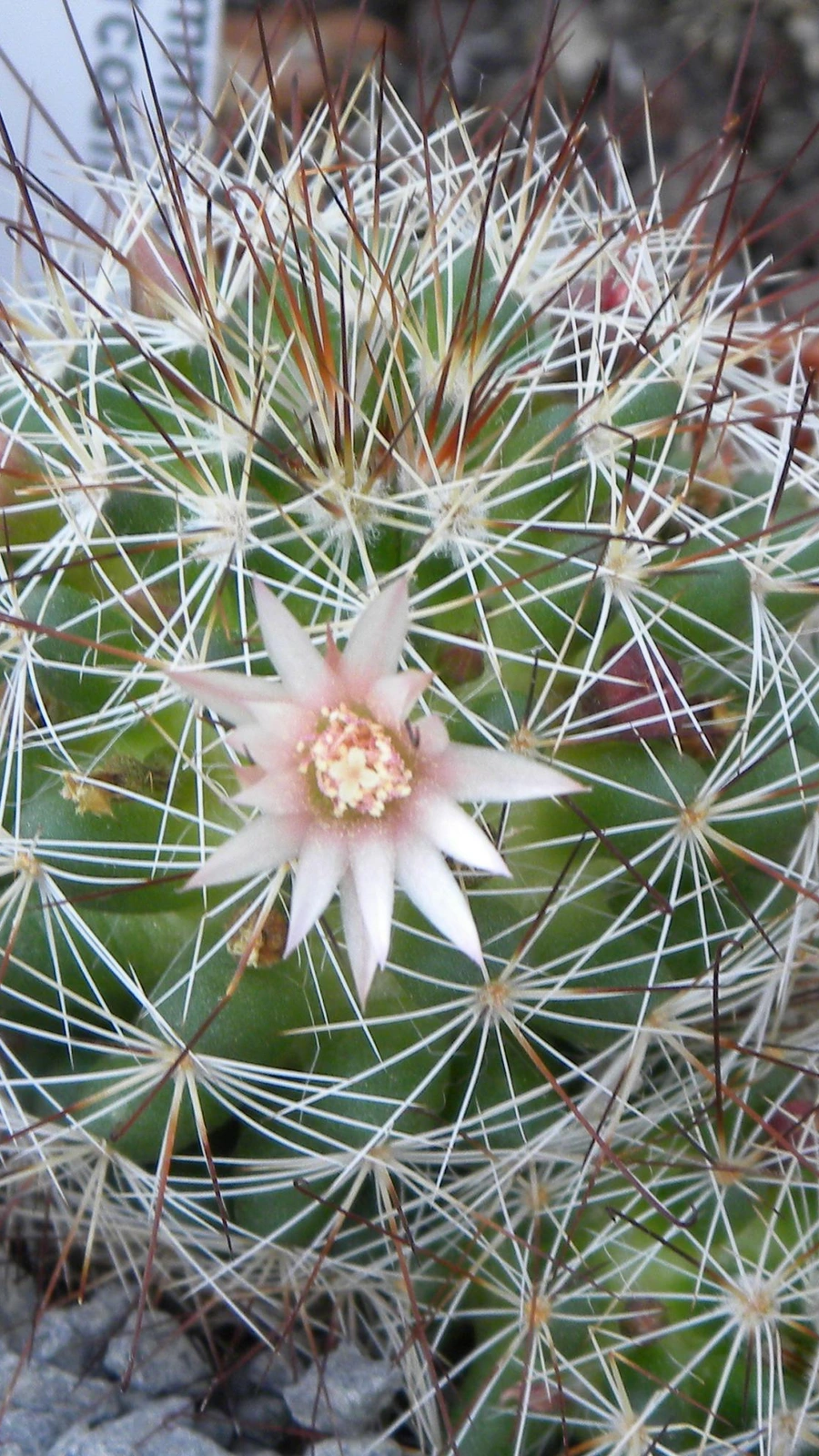 Mammillaria multihamata