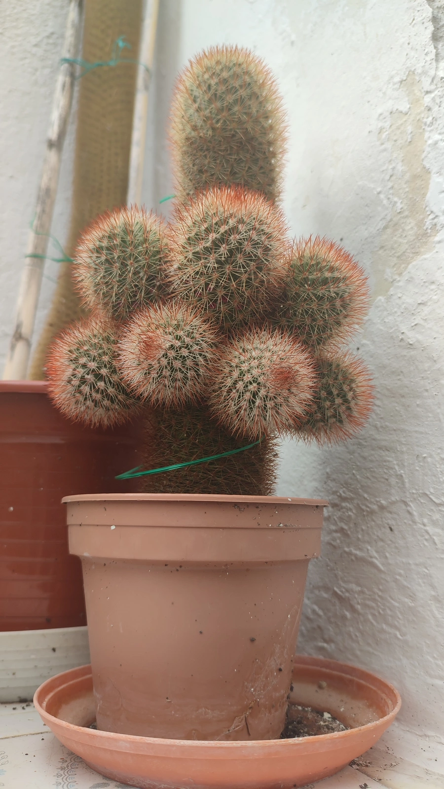 Mammillaria multihamata