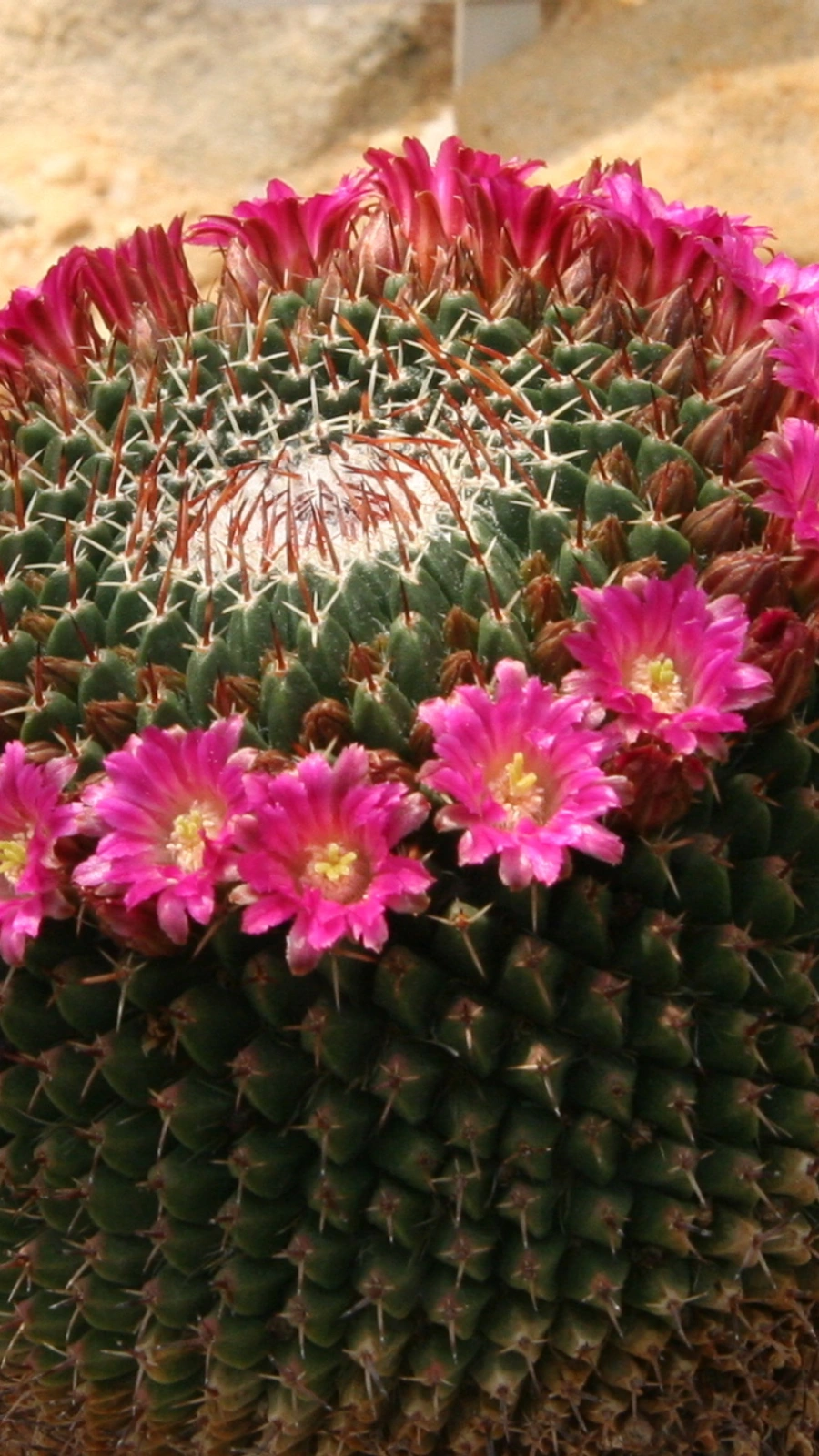 Mammillaria mystax