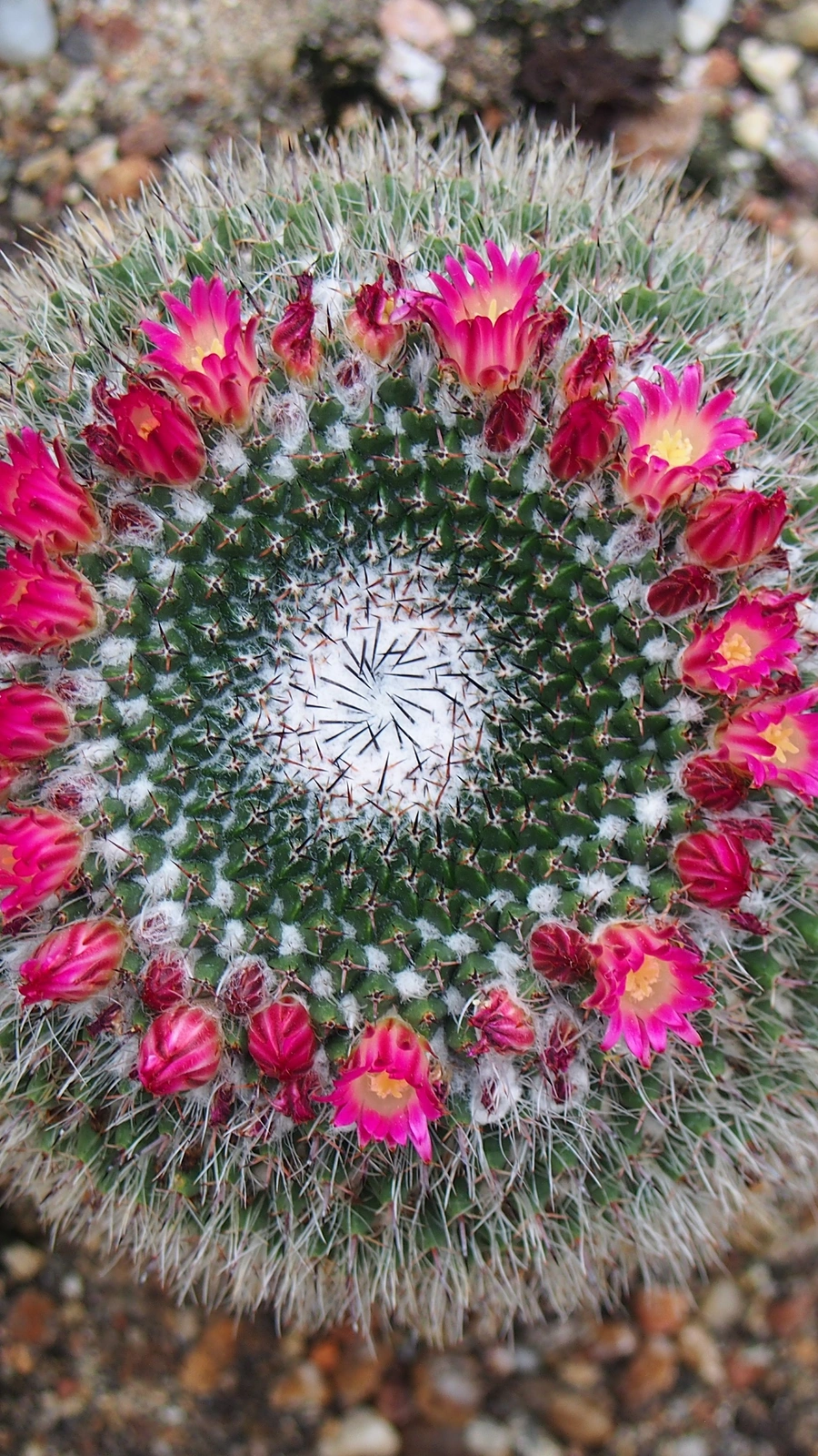 Mammillaria mystax
