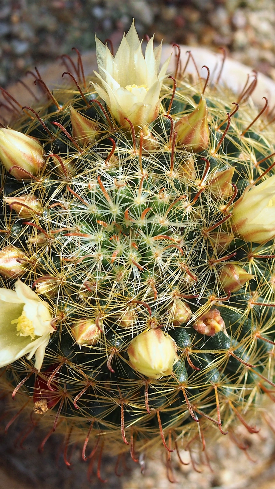 Mammillaria nana