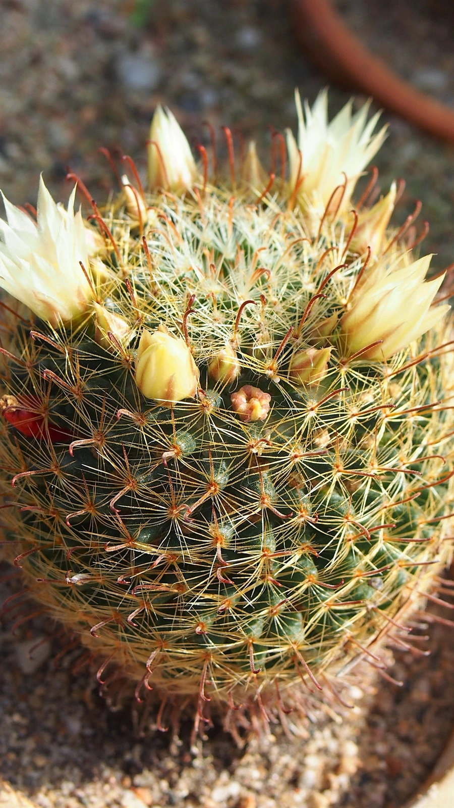 Mammillaria nana