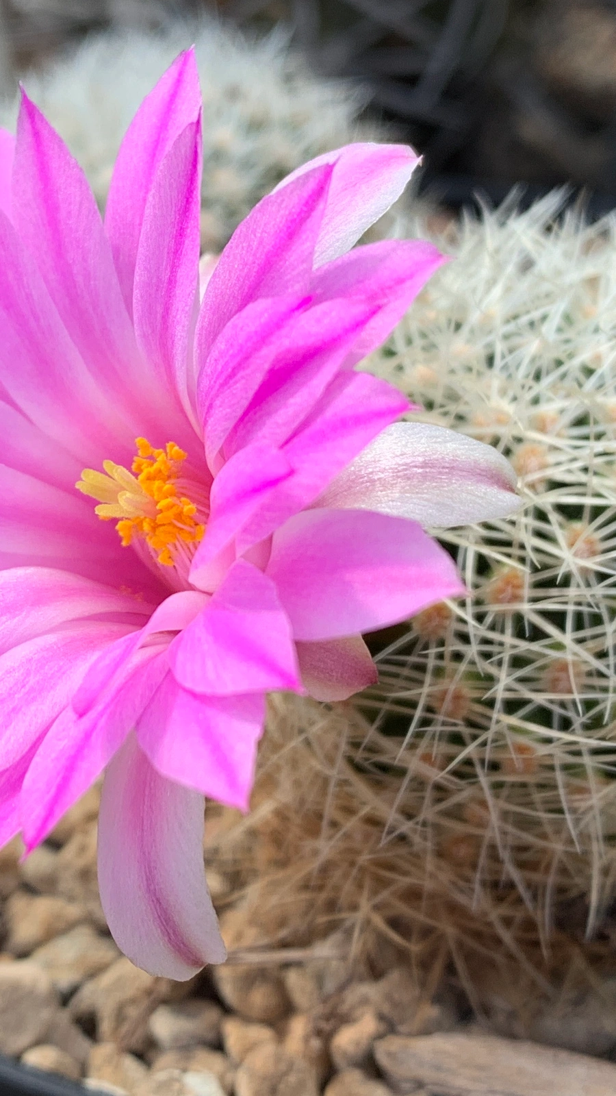 Mammillaria napina