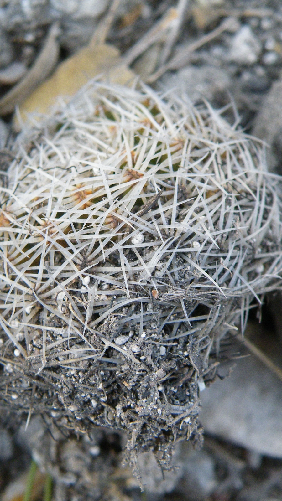 Mammillaria napina