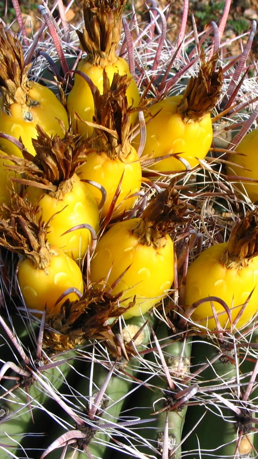 Mammillaria oteroi