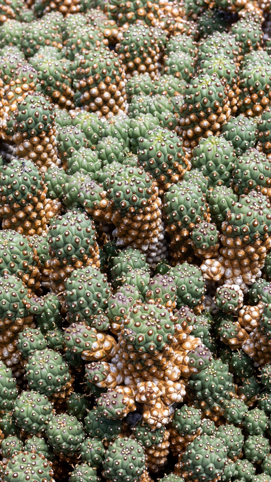 Mammillaria oteroi