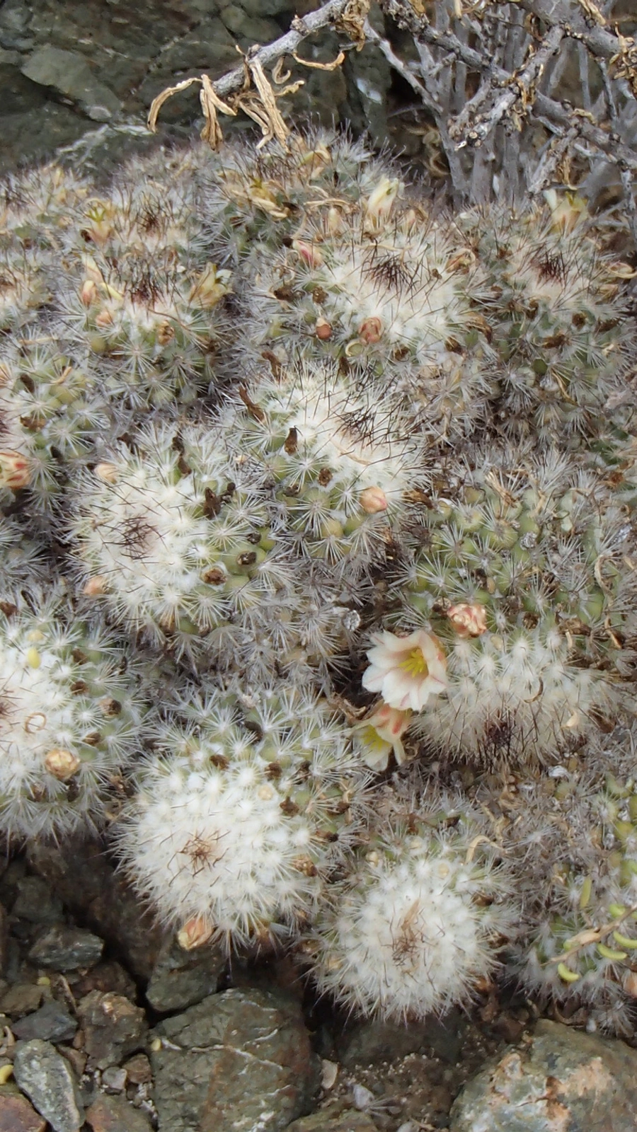 Mammillaria palmeri