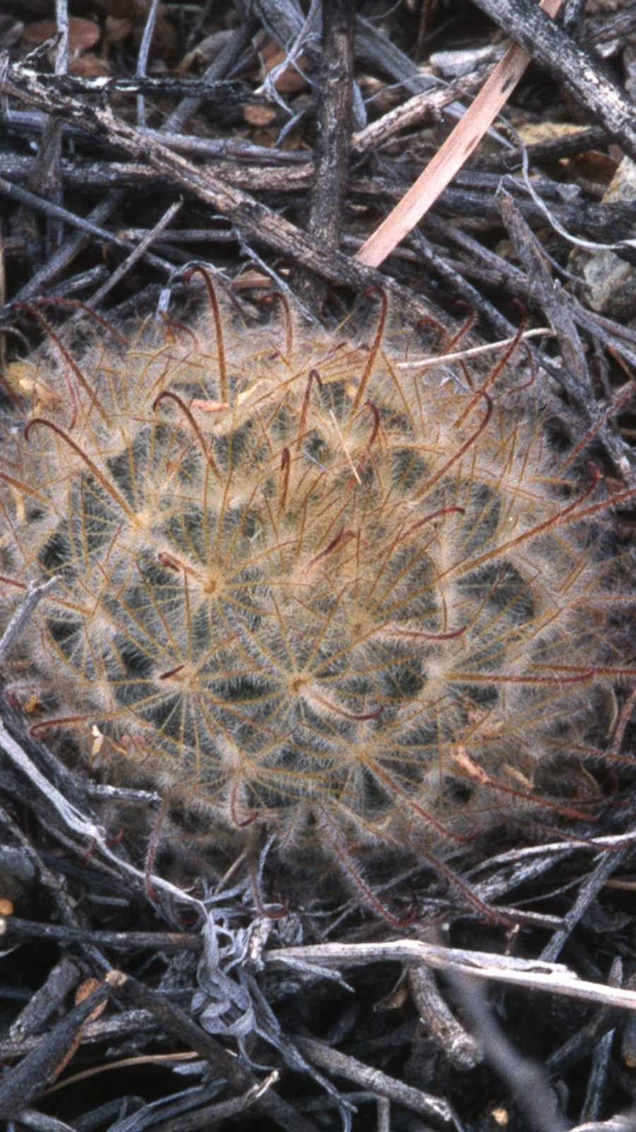Mammillaria pennispinosa