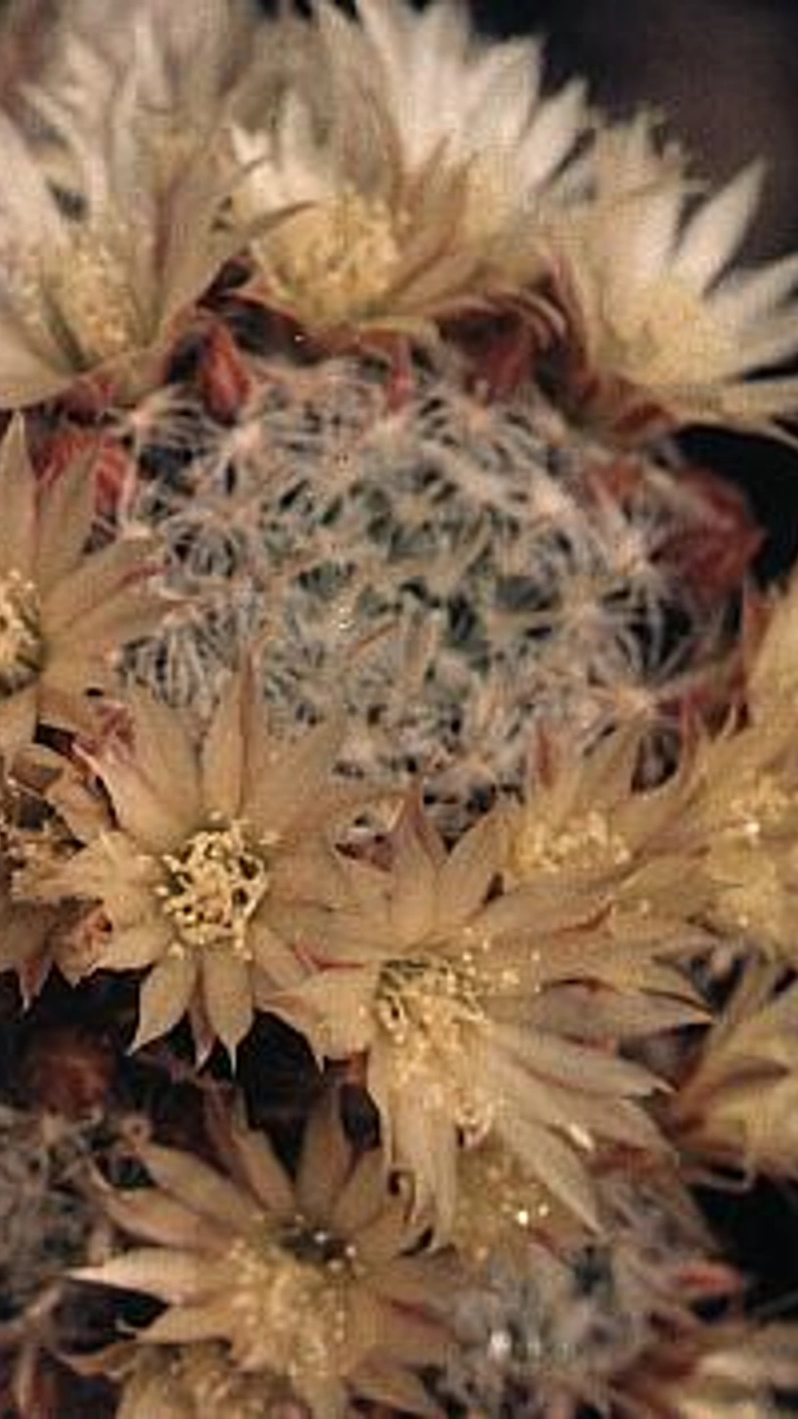 Mammillaria pennispinosa