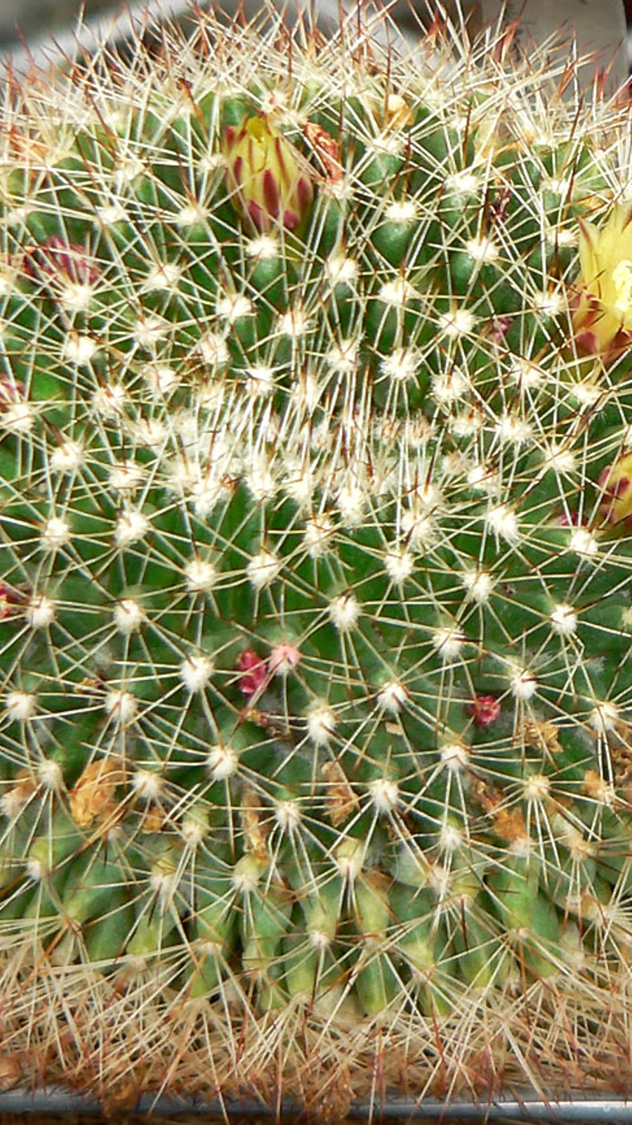 Mammillaria petrophila