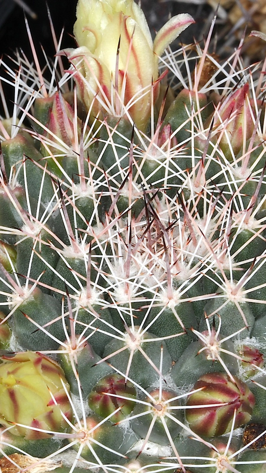 Mammillaria petrophila