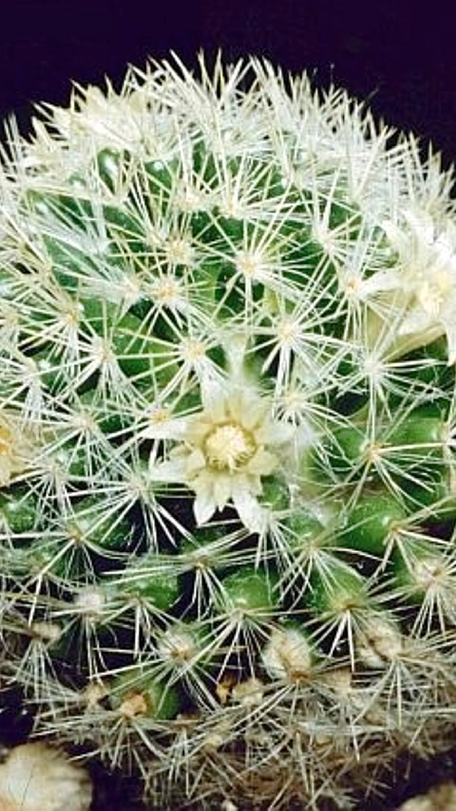 Mammillaria picta