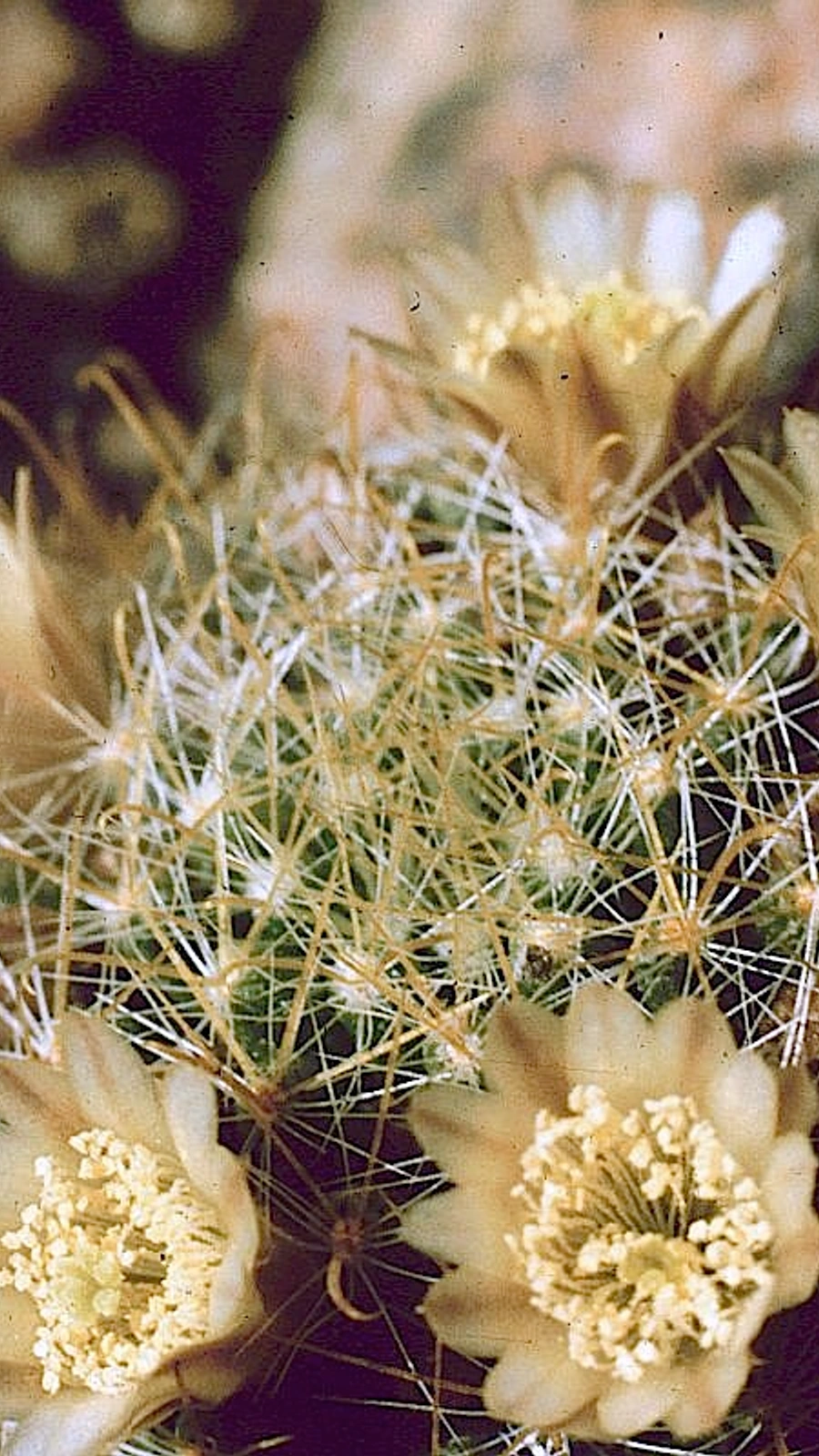 Mammillaria picta