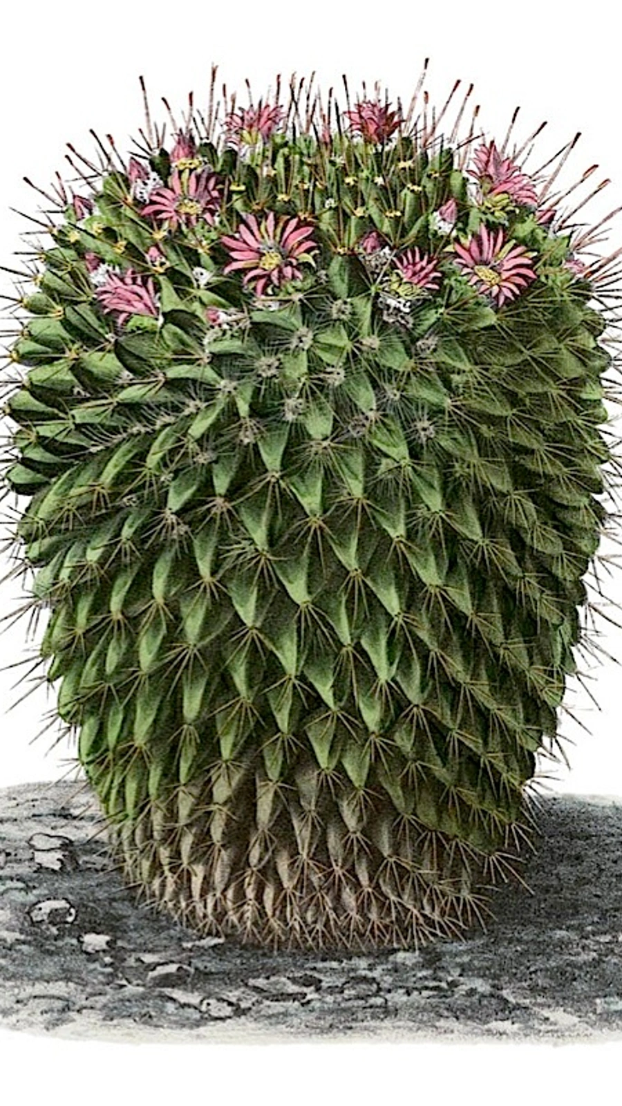 Mammillaria polyedra