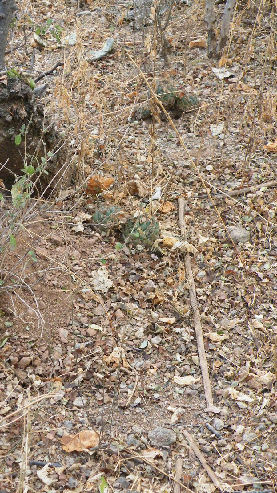 Mammillaria polyedra