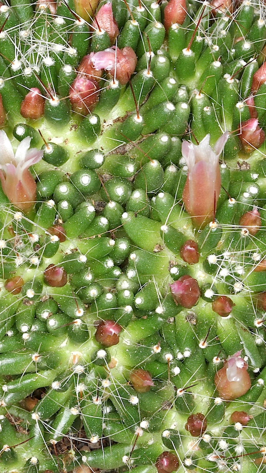 Mammillaria scheinvariana